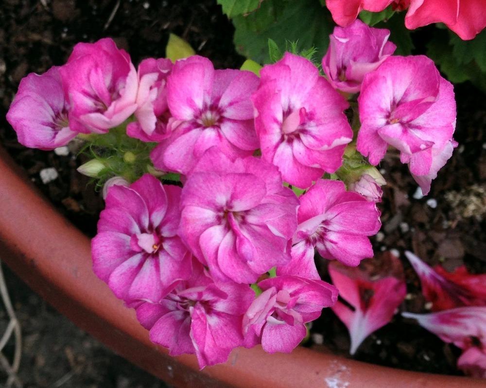 Photo of Annual Phlox (Phlox drummondii 'Promise® Mix') uploaded by bxncbx