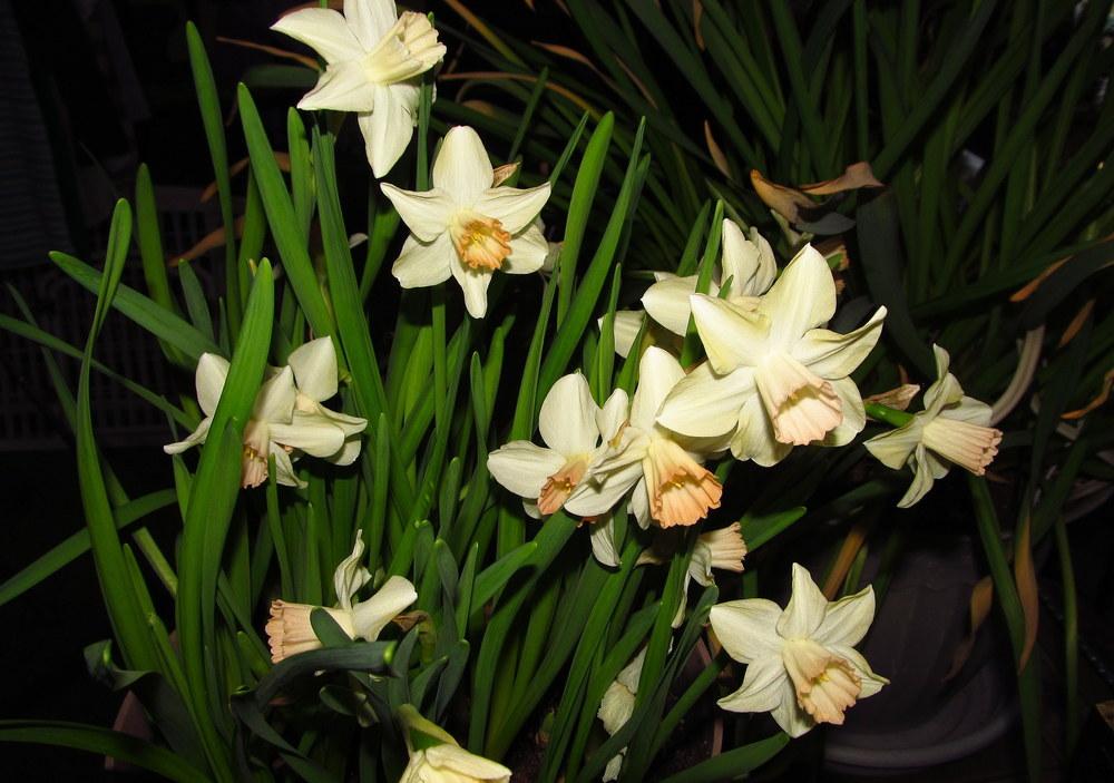 Photo of Cyclamineus Daffodil (Narcissus 'Prototype') uploaded by jmorth