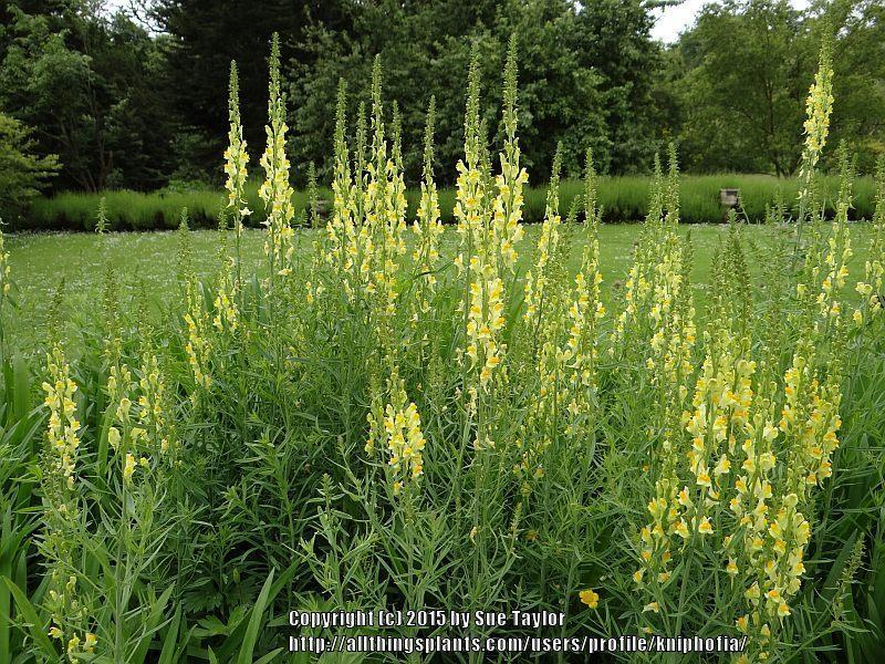 Photo of Butter And Eggs (Linaria vulgaris) uploaded by kniphofia