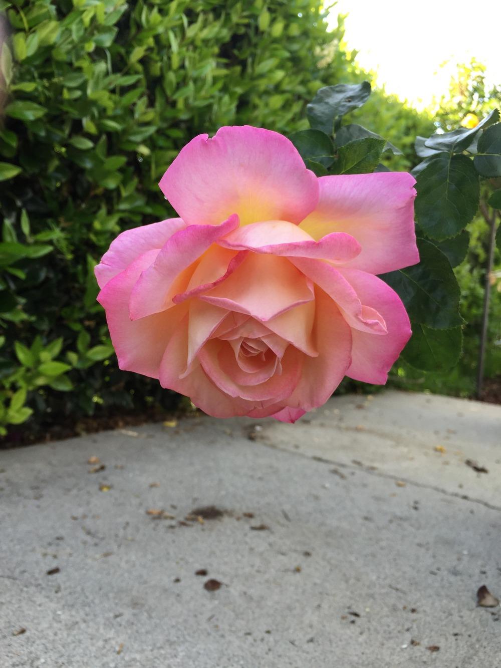 Photo of Rose (Rosa 'Beverly') uploaded by mattmackay22