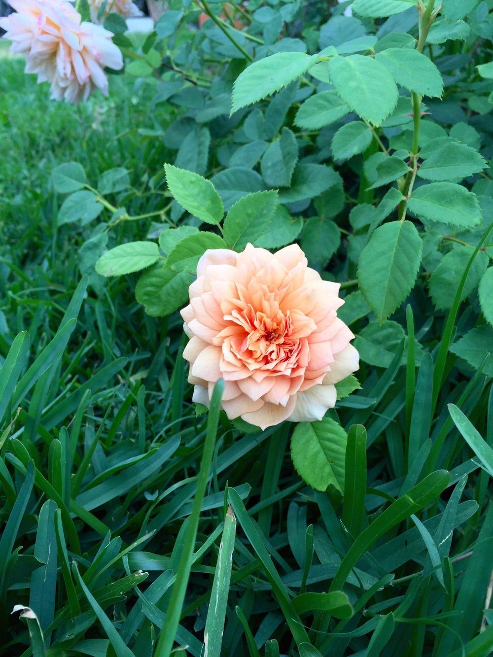Photo of Rose (Rosa 'Grace') uploaded by mattmackay22