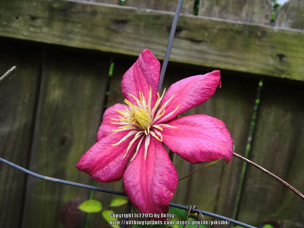Photo of Clematis 'Ville de Lyon' uploaded by piksihk