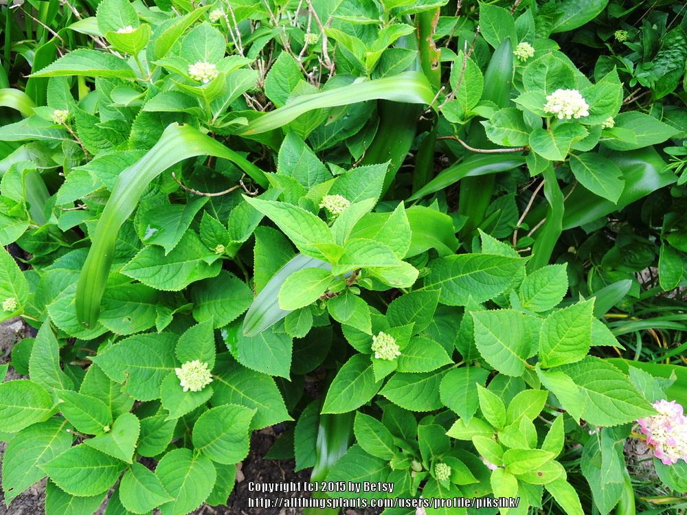 Photo of Bigleaf Hydrangea (Hydrangea macrophylla Endless Summer® The Original) uploaded by piksihk