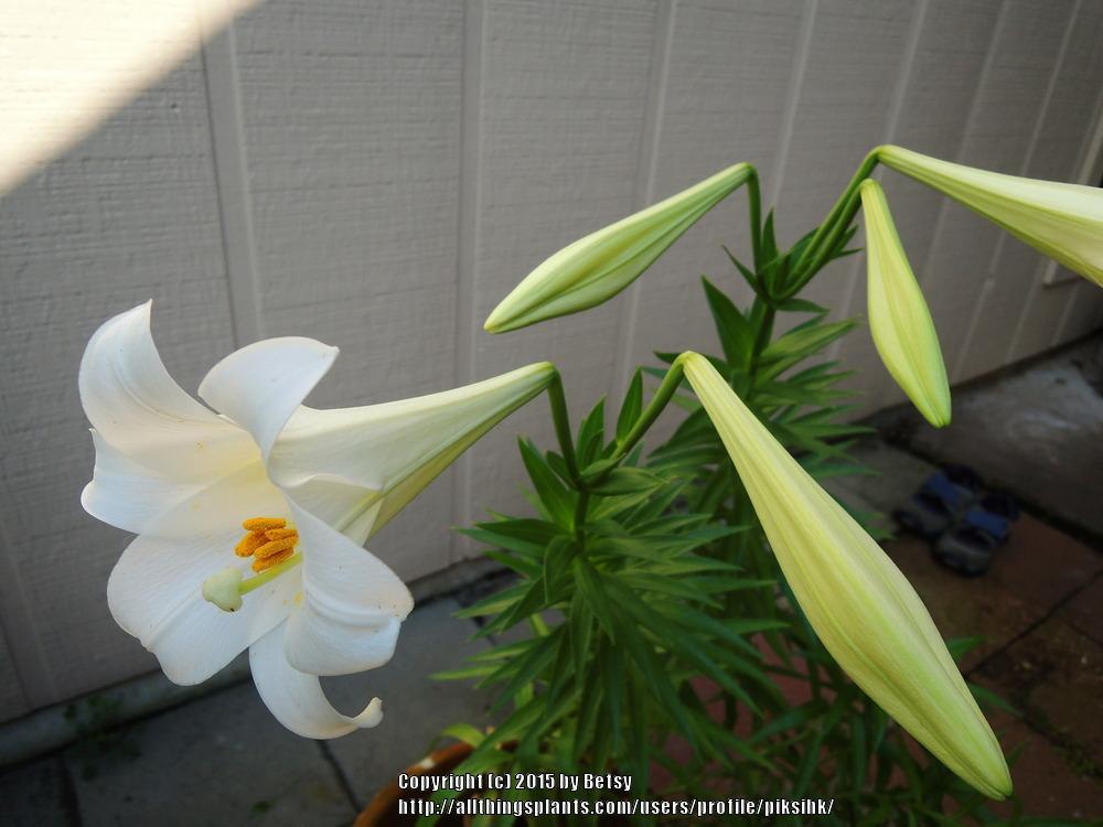 Photo of Lily (Lilium longiflorum) uploaded by piksihk