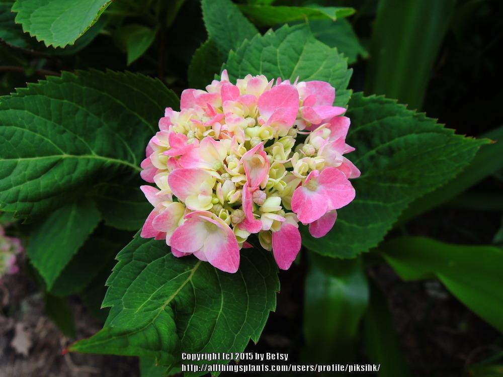 Photo of Bigleaf Hydrangea (Hydrangea macrophylla Endless Summer® The Original) uploaded by piksihk