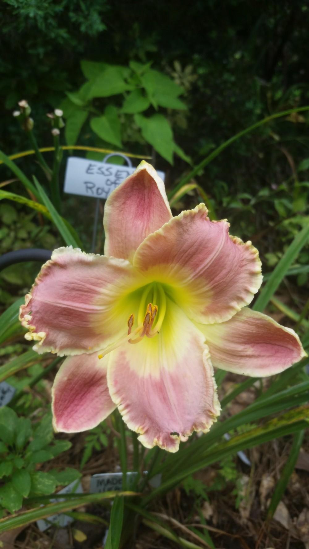 Photo of Daylily (Hemerocallis 'Picture in Picture') uploaded by value4dollars