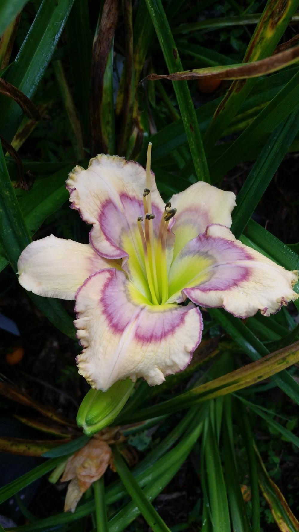 Photo of Daylily (Hemerocallis 'Tricolor') uploaded by value4dollars