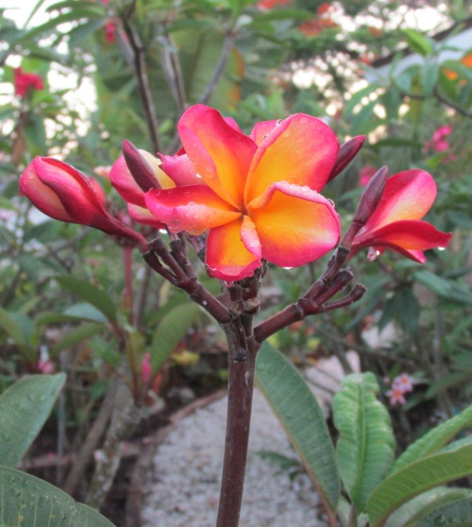 Photo of Plumeria (Plumeria rubra 'Indonesian Rainbow') uploaded by Dutchlady1