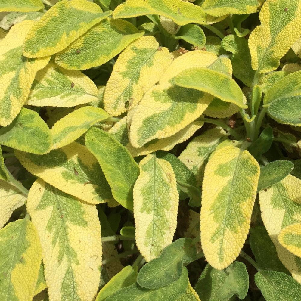 Photo of Variegated Golden Sage (Salvia officinalis 'Icterina') uploaded by HamiltonSquare