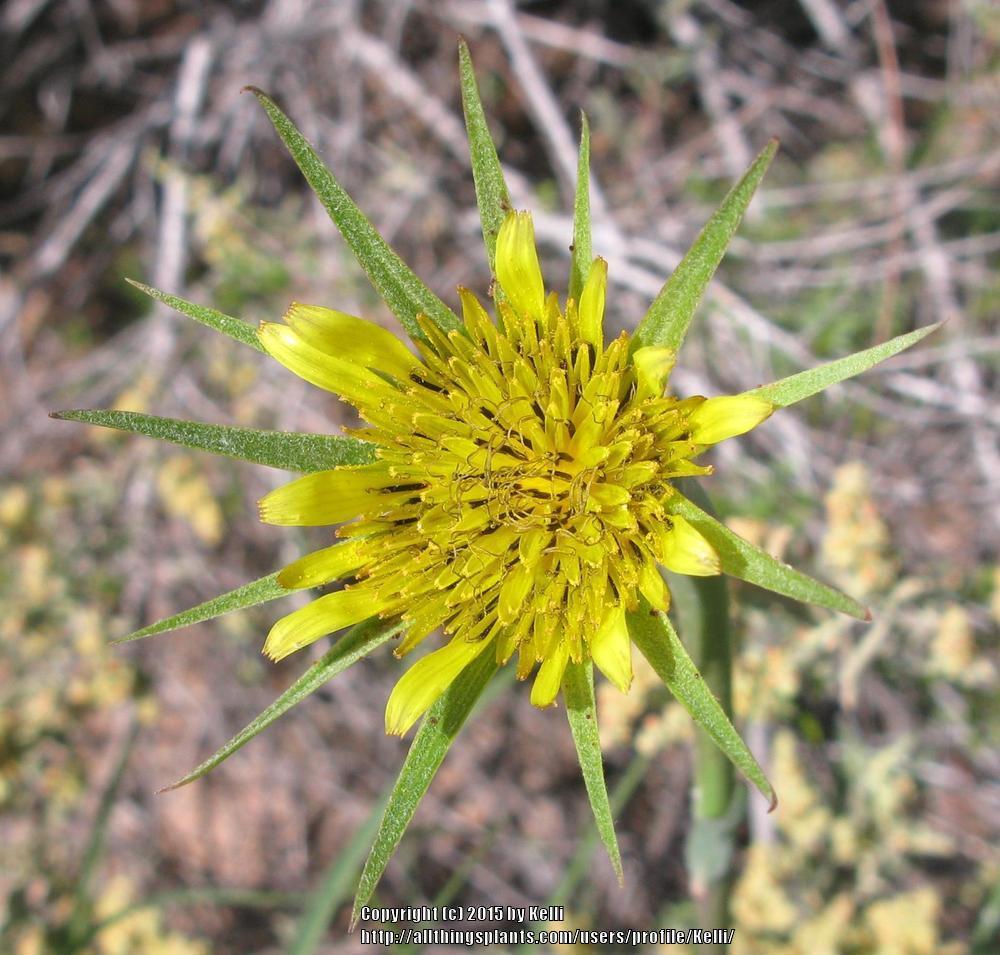 Photo of Yellow Salsify (Tragopogon dubius) uploaded by Kelli