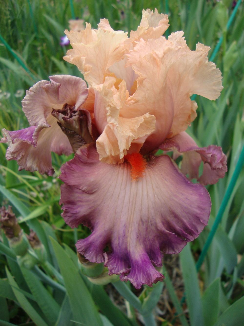Photo of Tall Bearded Iris (Iris 'Poster Girl') uploaded by Paul2032