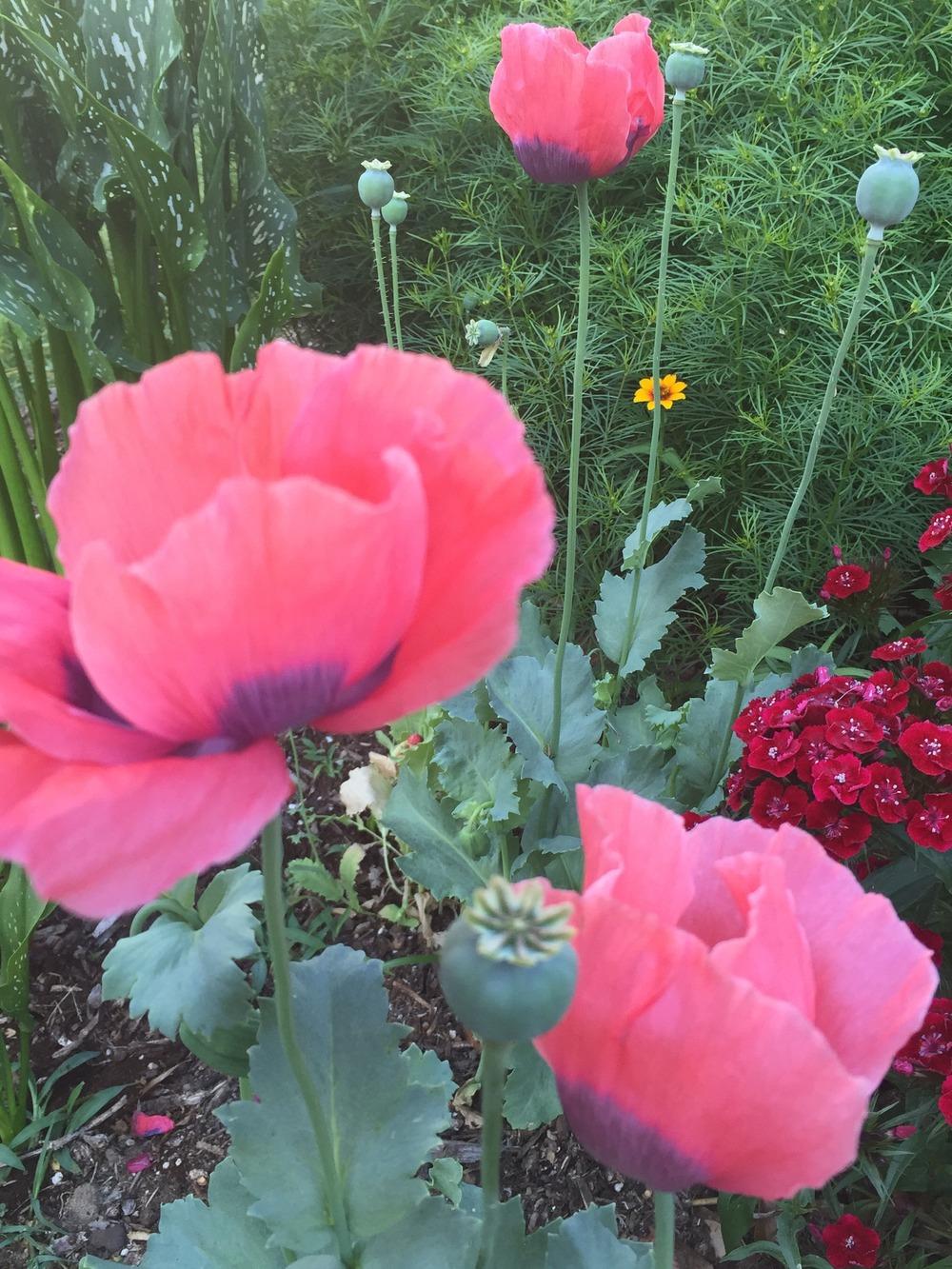 Photo of Opium Poppy (Papaver somniferum) uploaded by SCButtercup
