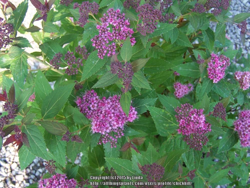 Photo of Spirea (Spiraea japonica Double Play® Artist) uploaded by chickhill