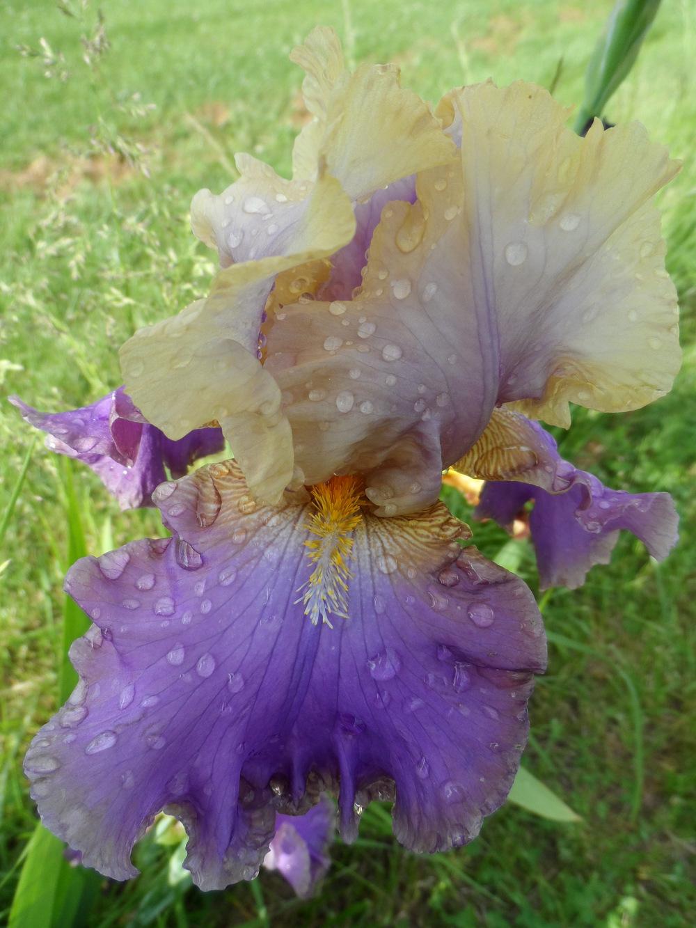 Photo of Tall Bearded Iris (Iris 'Trillion') uploaded by hazeleyes