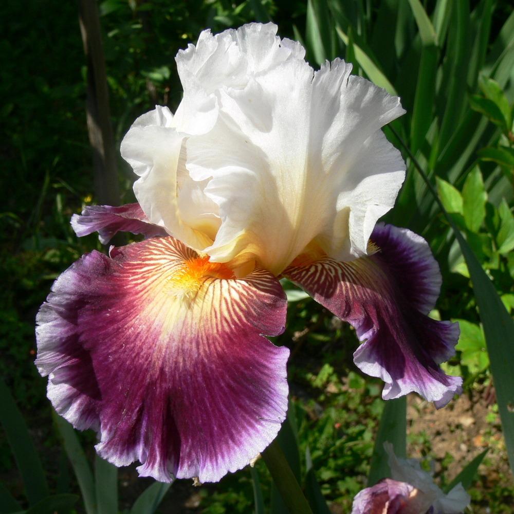 Photo of Tall Bearded Iris (Iris 'Care To Dance') uploaded by janwax