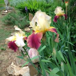 Location: Back yard
Date: 2015-05-17
Heirloom to my grandmother from Rosalie Figge