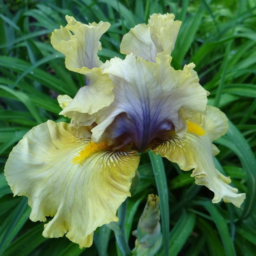 Photo of Tall Bearded Iris (Iris 'Secret Rites') uploaded by stilldew