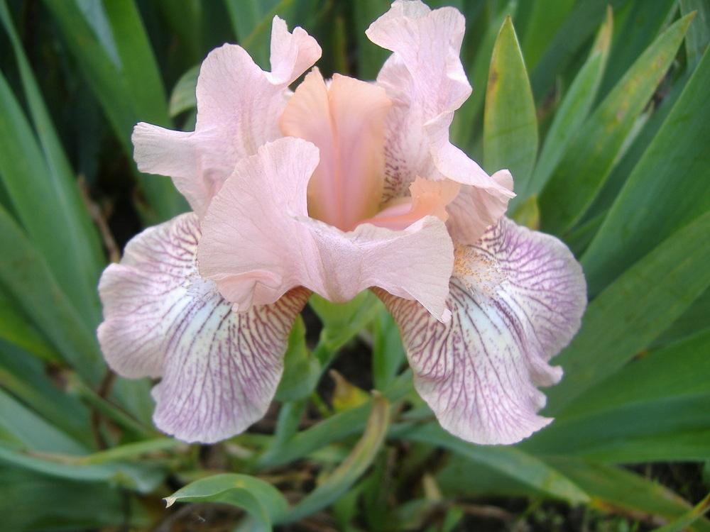 Photo of Intermediate Bearded Iris (Iris 'Pink Collage') uploaded by tveguy3