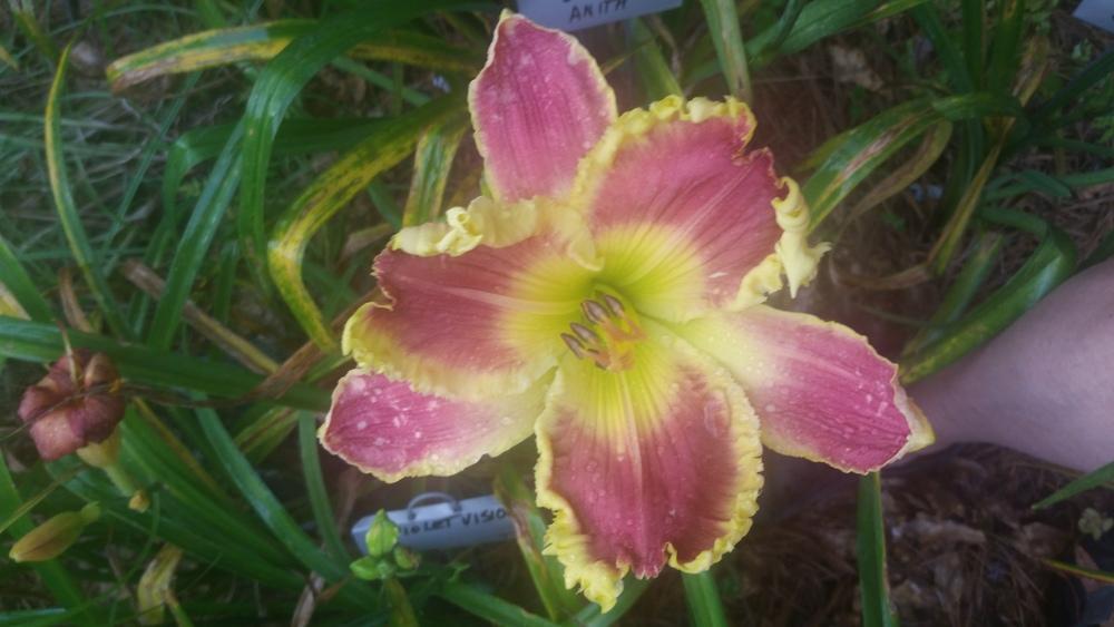 Photo of Daylily (Hemerocallis 'Sunset Strip') uploaded by value4dollars