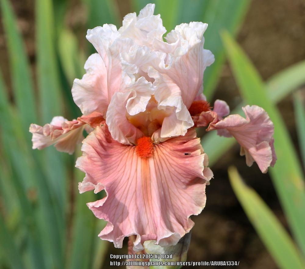 Photo of Tall Bearded Iris (Iris 'Emblematic') uploaded by ARUBA1334