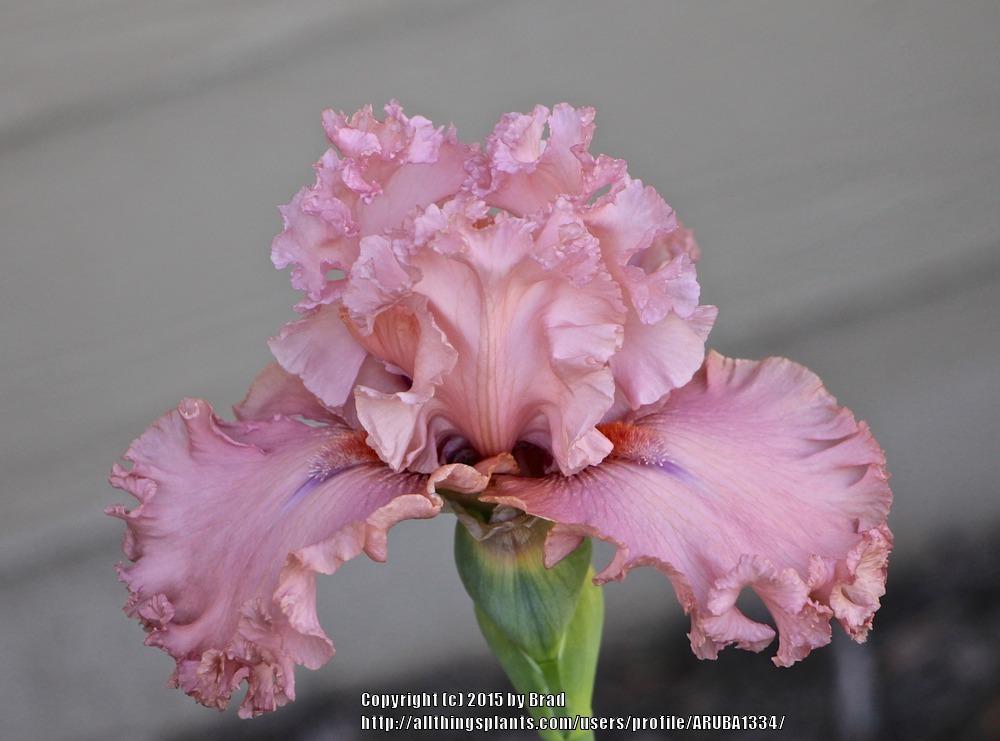 Photo of Tall Bearded Iris (Iris 'Star Turn') uploaded by ARUBA1334