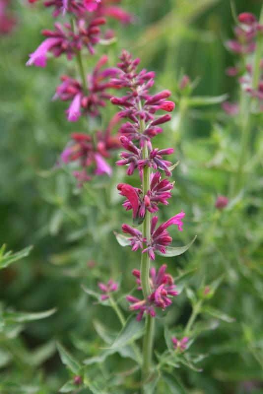 Photo of Giant Hyssop (Agastache 'Summer Love') uploaded by Calif_Sue