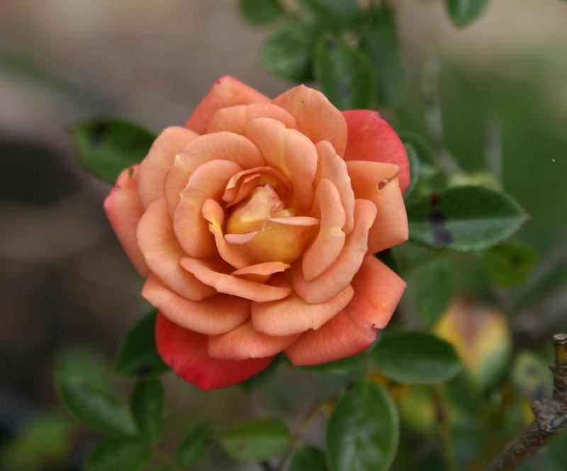 Photo of Rose (Rosa 'Kaleidoscope') uploaded by Calif_Sue