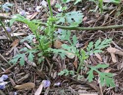 Thumb of 2015-05-18/Catmint20906/eb50a7
