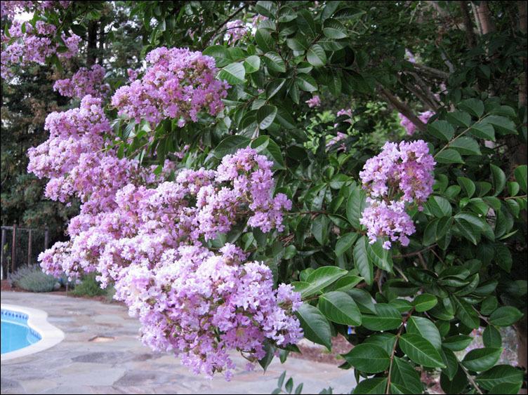 Photo of Crepe Myrtle (Lagerstroemia 'Biloxi') uploaded by Polymerous