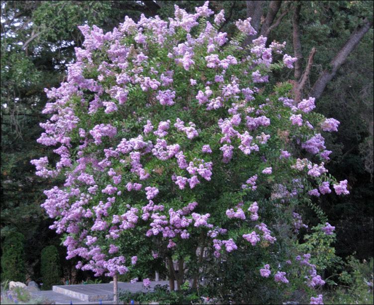 Photo of Crepe Myrtle (Lagerstroemia 'Biloxi') uploaded by Polymerous