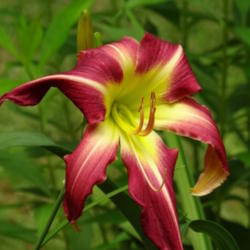 Location: southeast alabama
Date: 2015-05-18
Magnificent Daylily!
