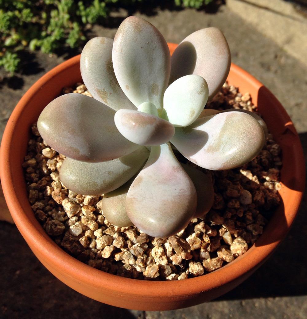 Photo of Pachyphytum 'Mombuin' uploaded by Sunlover