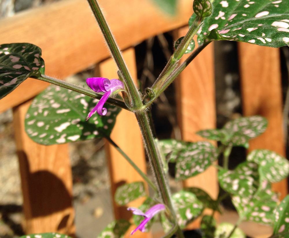 Photo of Polka Dot Plant (Hypoestes phyllostachya) uploaded by Sunlover