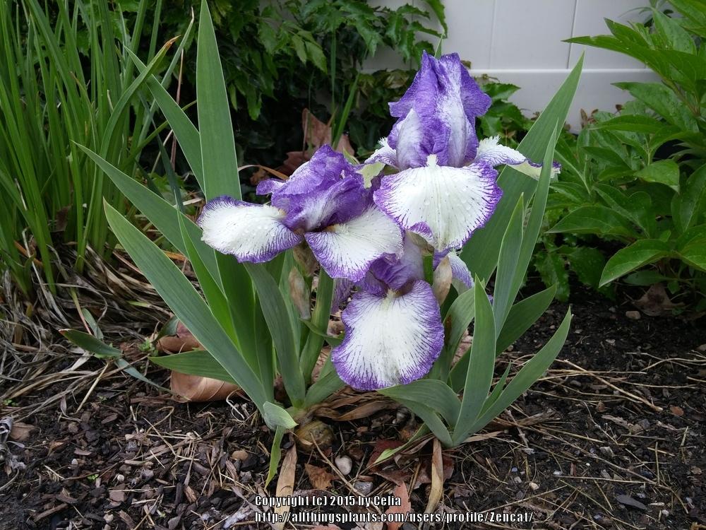 Photo of Tall Bearded Iris (Iris 'Earl of Essex') uploaded by Zencat