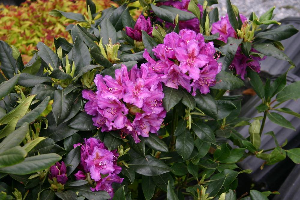 Photo of Rhododendron 'Lee's Dark Purple' uploaded by admin