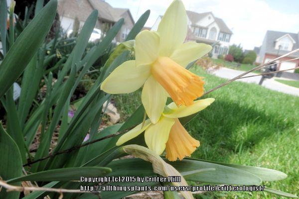 Photo of Large-Cupped Daffodil (Narcissus 'Capree Elizabeth') uploaded by critterologist