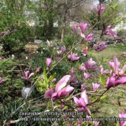 Location: Critter's garden in Frederick MD
Date: 2015-04-20
Mine is an informal, multi-trunked small tree, love the way it fr