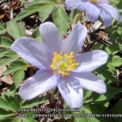 Location: Aspenhill's garden near Lucketts VA
Date: 2015-05-18
Pale blooms have a delicate blue-lavender color