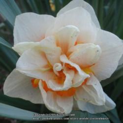 Location: Critter's garden in Frederick MD
Date: 2015-04-26
one of the later-blooming (or longer-blooming) double daffs