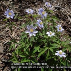 Location: Aspenhill's garden near Lucketts VA
Date: 2015-05-18
A delicate beauty of a plant, just perfect in this woodland setti