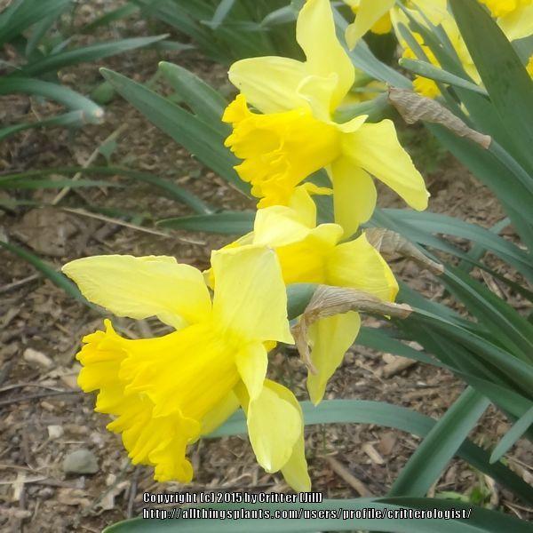 Photo of Large-Cupped Daffodil (Narcissus 'Saint Keverne') uploaded by critterologist