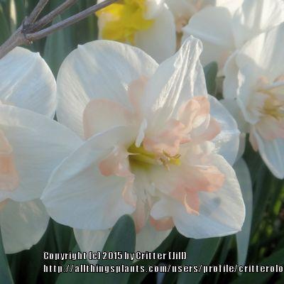 Photo of Large Cupped Daffodil (Narcissus 'Pink Beauty') uploaded by critterologist