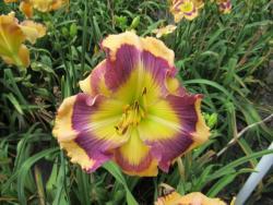 Thumb of 2015-05-18/gardenglory/90de2a