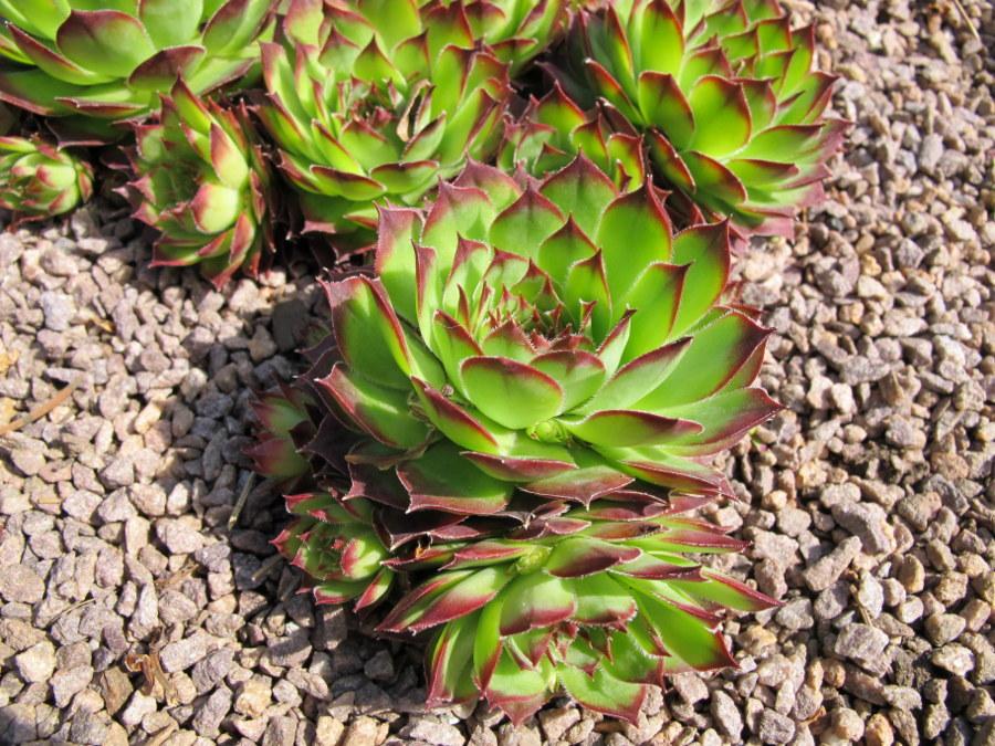Photo of Hen and Chicks (Sempervivum 'Nico') uploaded by goldfinch4