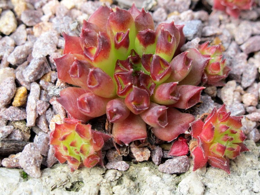 Photo of Hen and Chicks (Sempervivum 'Oddity') uploaded by goldfinch4