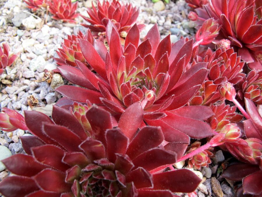 Photo of Hen and Chicks (Sempervivum 'Pacific Red Hawk') uploaded by goldfinch4