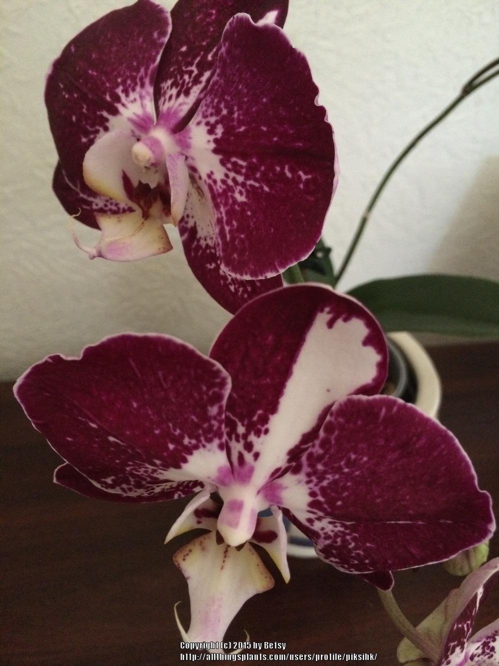 Photo of Moth Orchid (Phalaenopsis) uploaded by piksihk