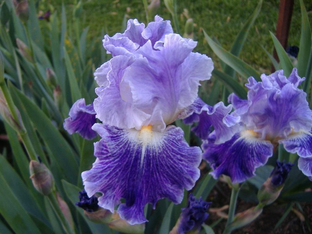 Photo of Tall Bearded Iris (Iris 'Fancy Dress') uploaded by tveguy3