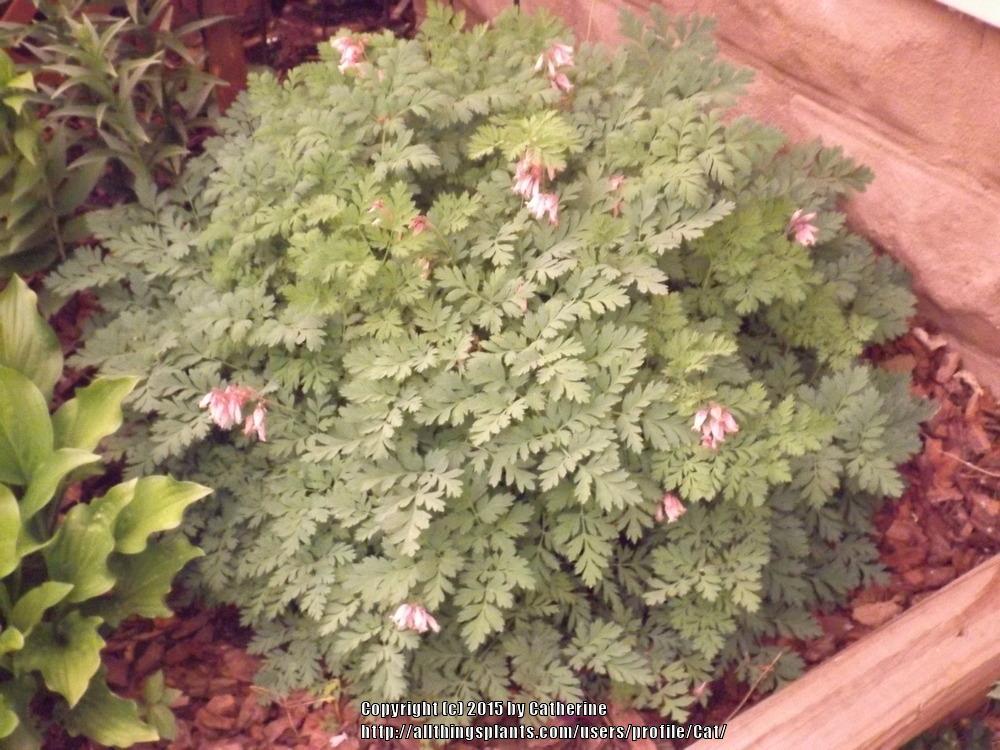 Photo of Pacific Bleeding Heart (Dicentra formosa) uploaded by Cat