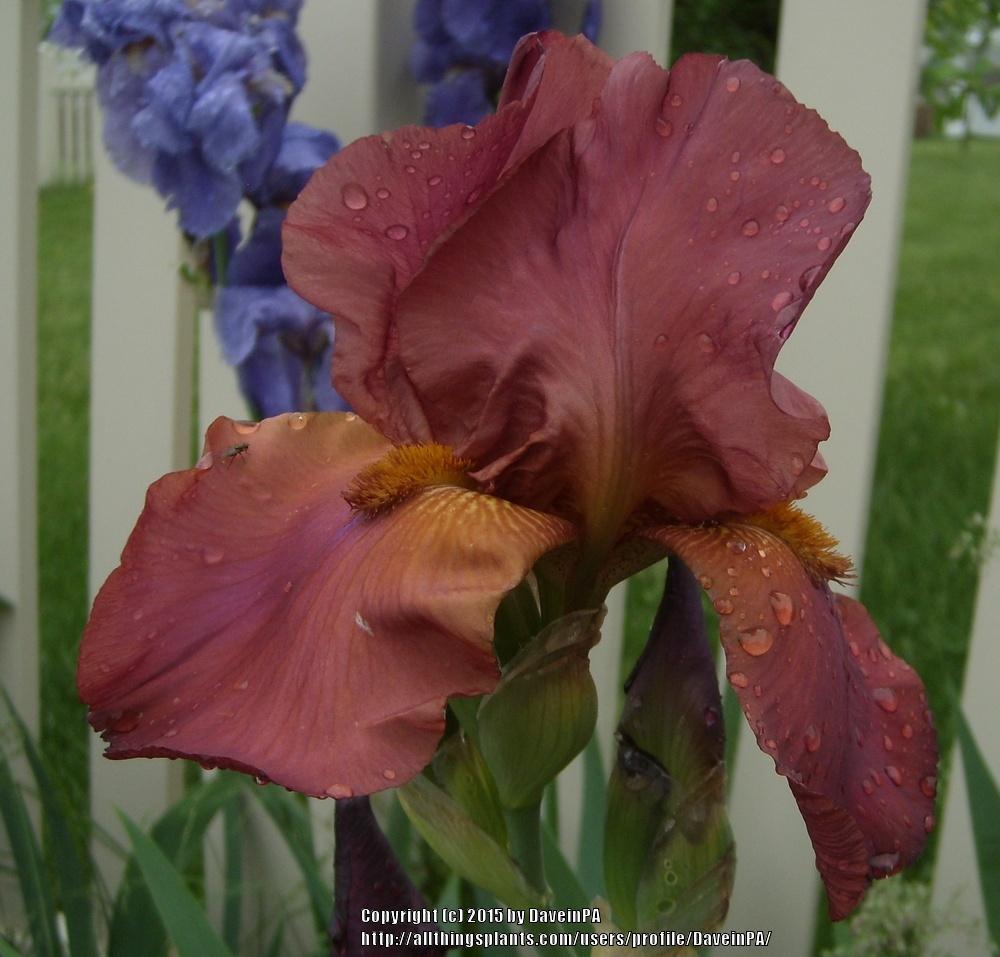 Photo of Tall Bearded Iris (Iris 'Gracie Pfost') uploaded by DaveinPA
